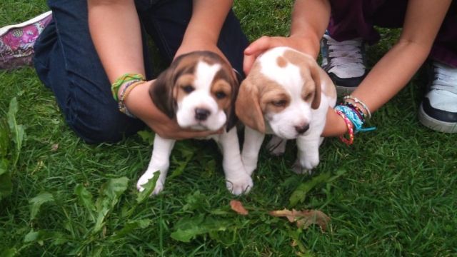 Reinrassige Beaglewelpen - Hunde - Leogang