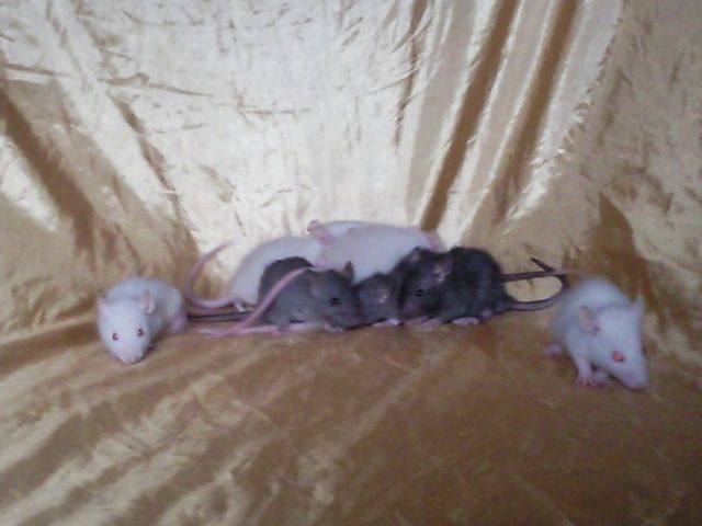 Dumbo ratten suchen liebevolles Zuhause - Ratten - selbitz