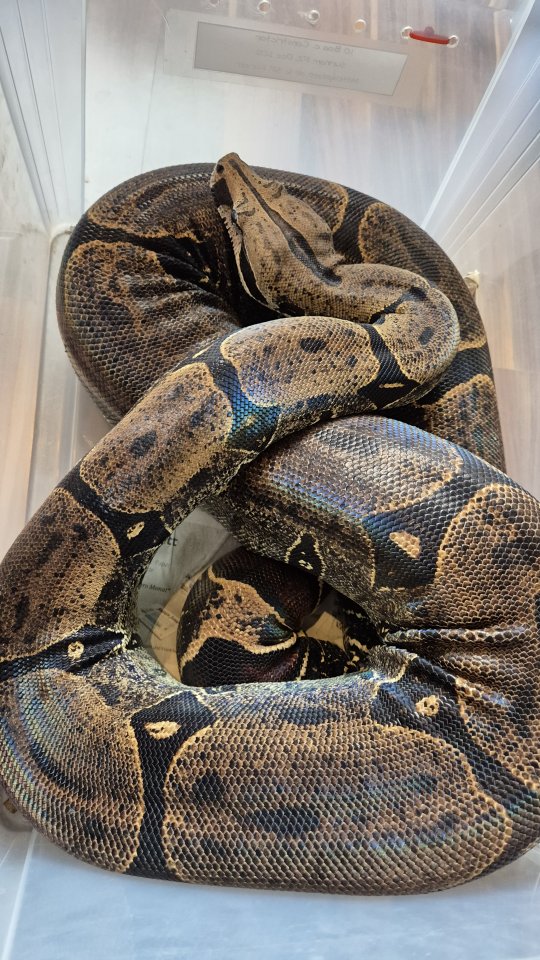 1.0 Surinam Boa c. constrictor 2012 Stöckl - Reptilien - Weingarten