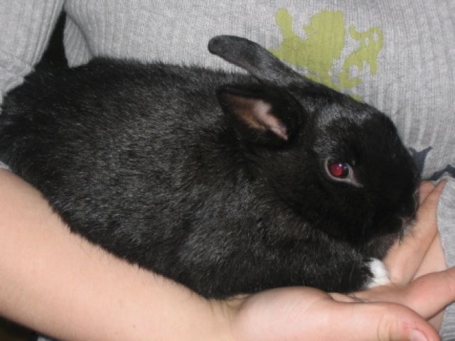 6 mon. alte Zwerghäsin mit Käfig & Zubehör abzugeben - Hasen Kaninchen - Bad Berleburg