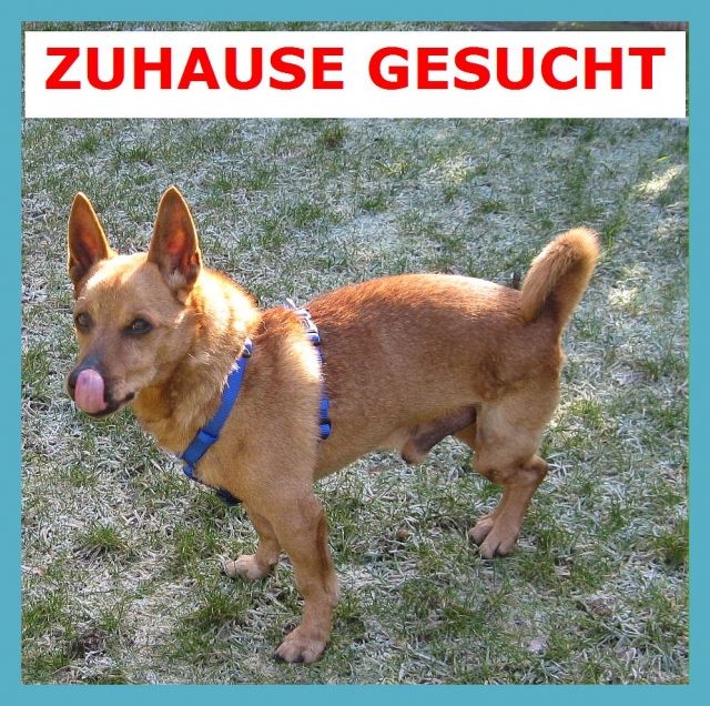 Tierschutz Polis ein kleines 11j. Hinkebeinchen. Er sucht ein schönes Zuhause.. - Tiere In Not - Hamburg Langenhorn