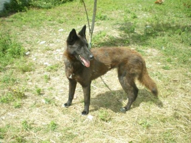 Sanfte, verschmuste belgische Schäferhundmix - Hündin - Hunde - jura