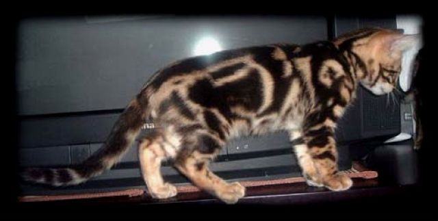 Elegantes Bengal katzen - Katzen - Tübingen