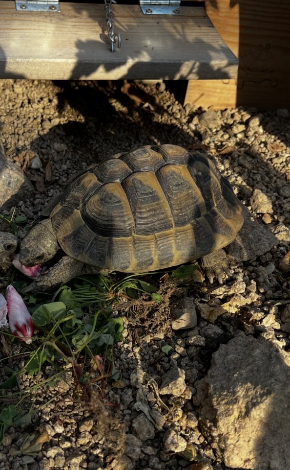Griechische Landschildkröte männlich - Reptilien - Hornberg