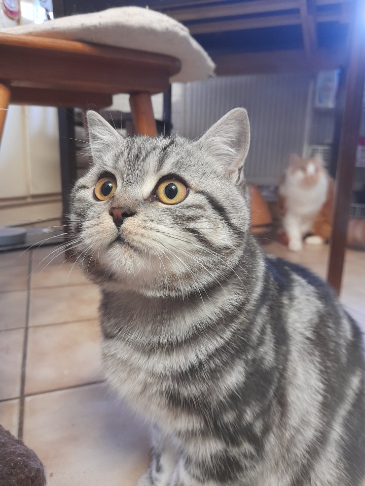 Typvoller junger BKH Kater mit Ahnentafel, geimpft, entwurmt, gechipt, kastriert - Katzen - Hinterweiler