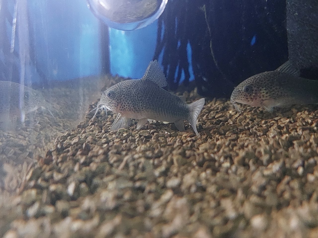 Corydoras similis Nachzuchten - Fische - Kirchenlamitz 