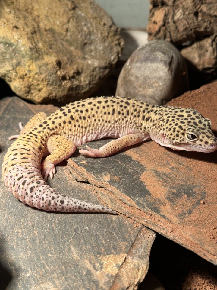 Leopardgecko-Männchen - Reptilien - Frankfurt am Main