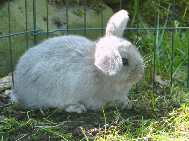 Zwergkaninchen - Widder Mädchen ( 6 Wochen ) sucht neuen Heim!  - Hasen Kaninchen - Bremervörde-Hesedorf