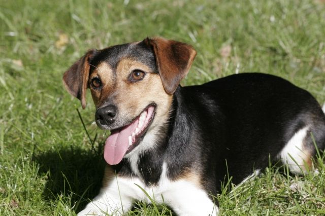 Ist Ihr Tier ein Model???