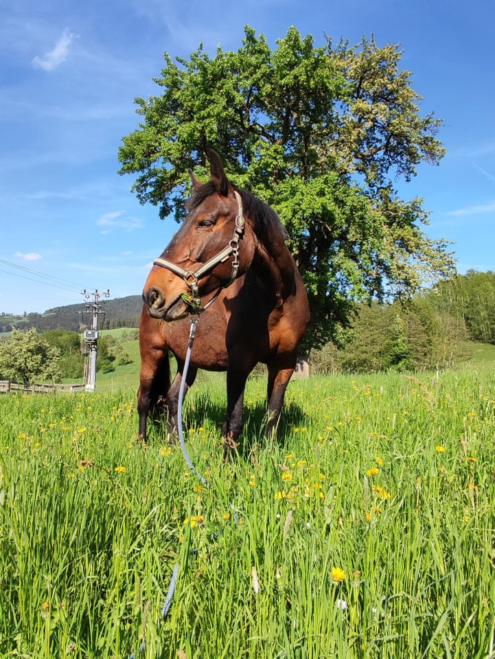 Tschechisches Warmblut – erfahrene Reitperson gesucht für 19-jährige Stute - Pferde - Lasberg