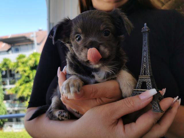 Chihuahua Welpen Langhaarig - Hunde - Heilbronn