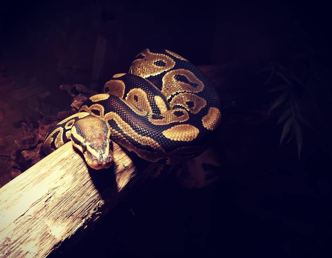Königspython (Python regius) - Reptilien - Schwerin
