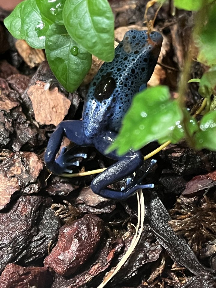 Dendrobates Azureus Nachzuchten - Amphibien - Marxzell 