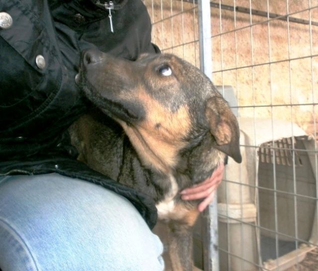 Bruno - war einen Tag lang adoptiert. Es war für ihn wohl der schrecklichste Ta - Hunde - Hamburg