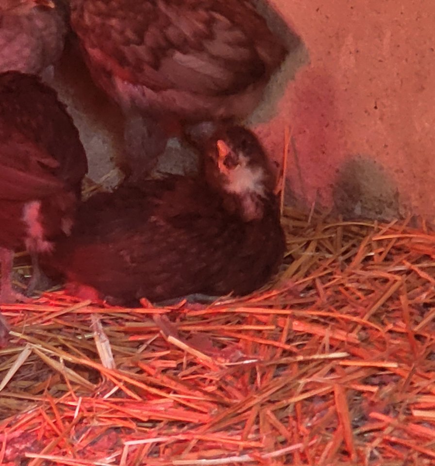 Araucana kücken 3 Wochen alt - Nutztiere - Sömmerda