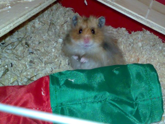Süßes Teddy Hamster Männchen sucht neues Zuhause - Hamster - Schweinfurt