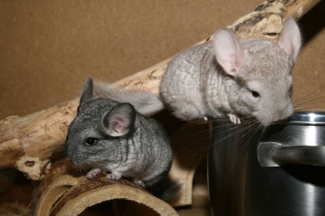 2 junge Chins suchen ein Zuhause - Sonst Nagetiere - March