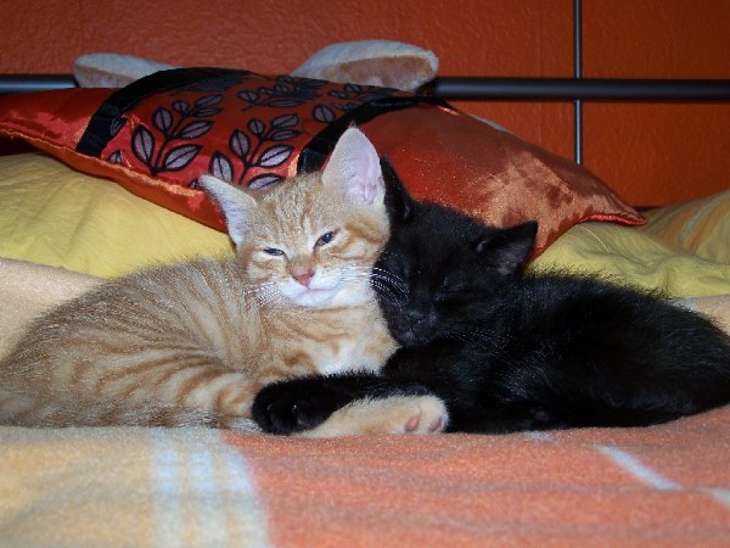 2 süße Katzenkinder (w/m) abzugeben - Katzen - Duisburg