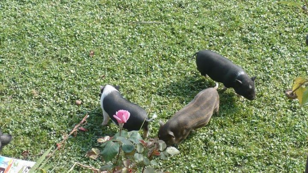 Zwerghängebauchschweinchen - Futtertiere Allgemein - Valley