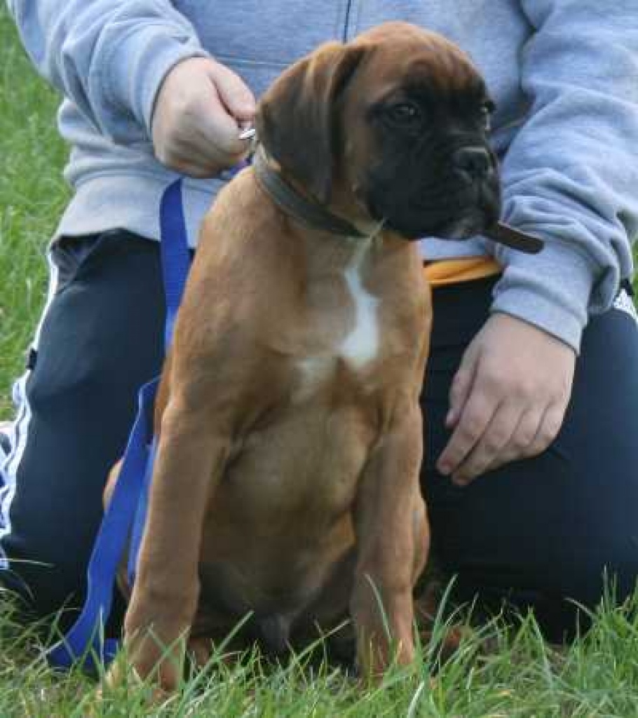 Verk: wunderschöne Boxerwelpen - Hunde - Dargun