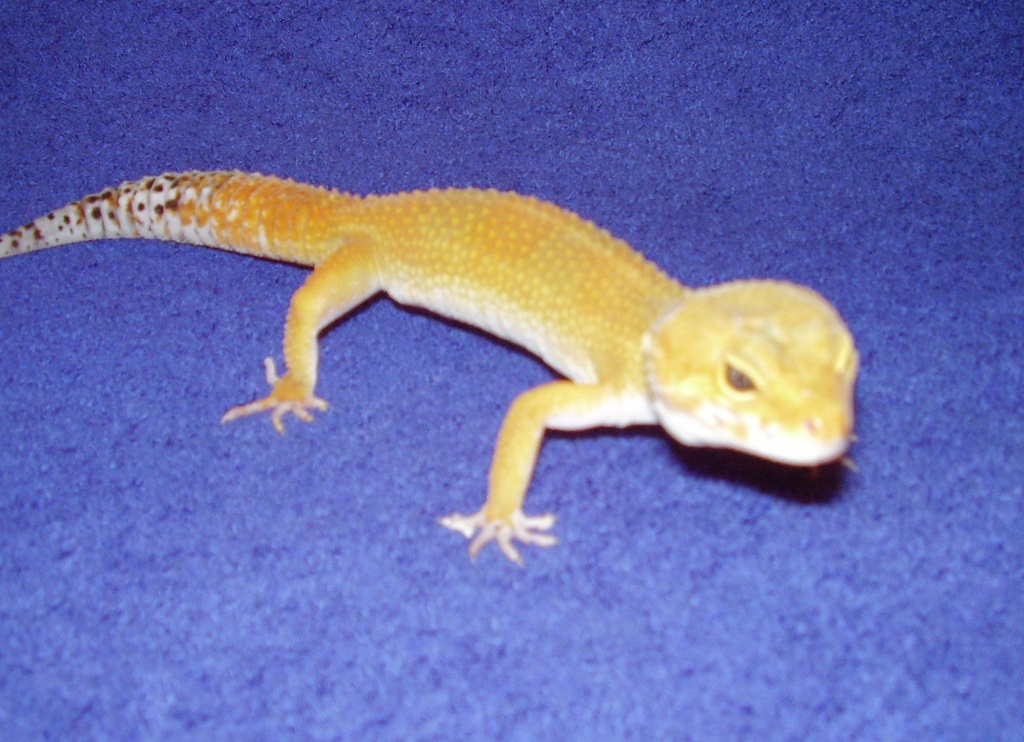 Leopargeckos Eublepharis macularius - Farbzuchten - Reptilien - Herne