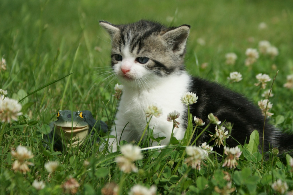 Süße Katzenbabys abzugeben - Tierboersen - Gelnhausen