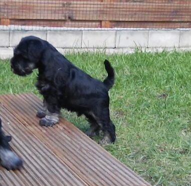 Zwergschnauzerwelpen in schwarz/ silber - Hunde - Dessau Roßlau