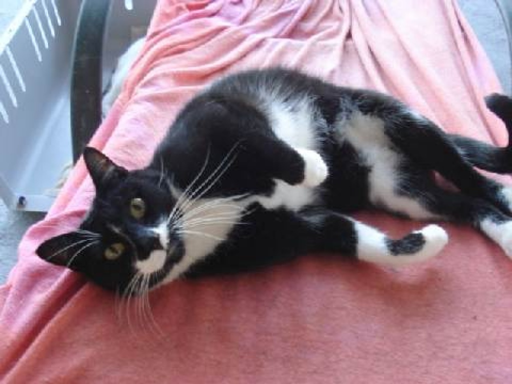 Flugpaten gesucht von Malaga nach Stuttgart und Frankfurt/Main - Flugpaten - Offenbach an der Queich