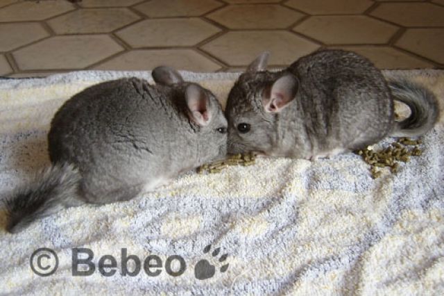 ### 4 zuckersüsse Standart weibchen### - Nagetiere Allgemein - dortmund