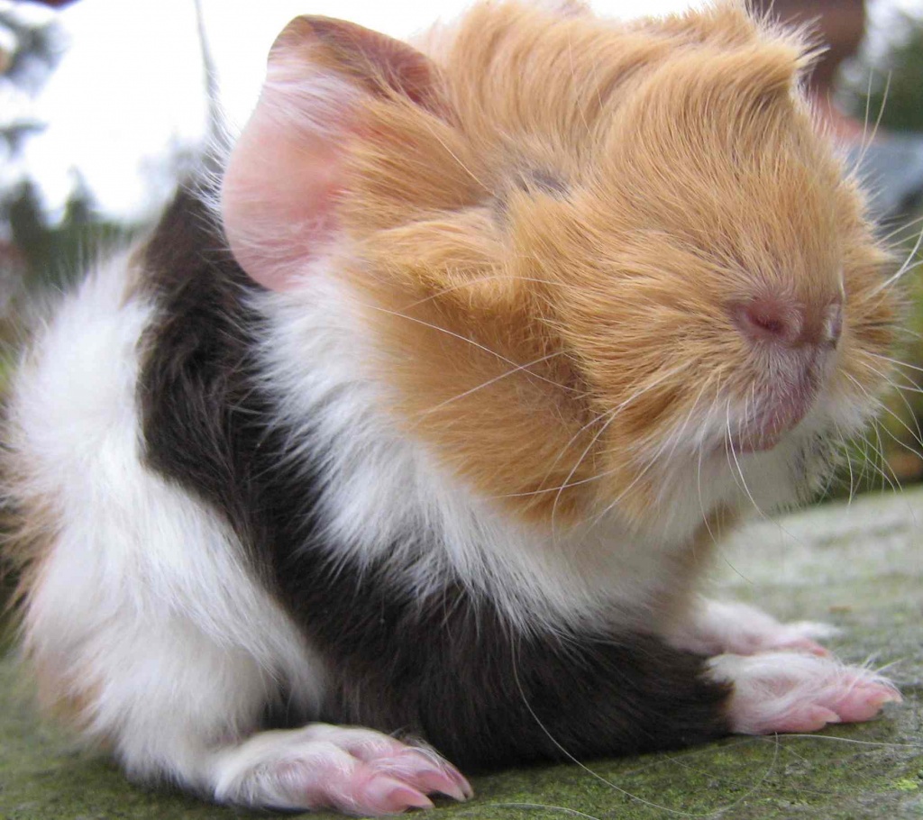 Meerschweinchen suchen Gurkenschnippler - Nagetiere - Bonn