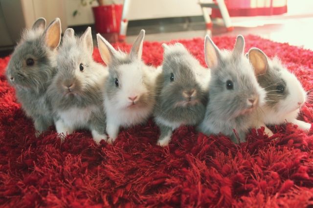 6 Kaninchenbabys suchen Zuhause! - Hasen Kaninchen - Karlsruhe
