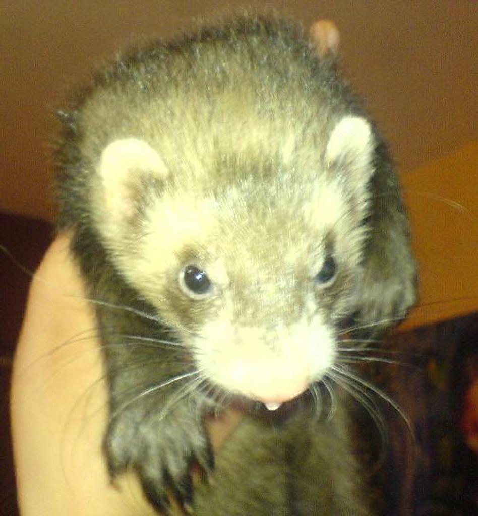 Frettchen zuverkaufen - Tierboersen - Eckenhagen