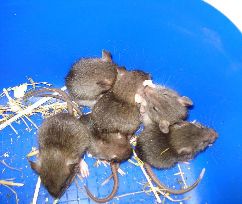 Rattenbabys - Nagetiere - Kiel