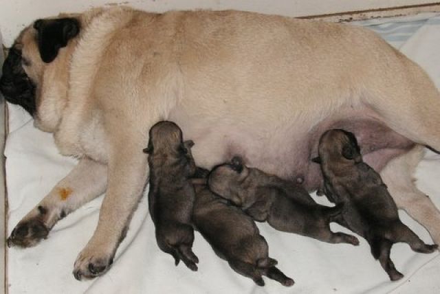 Mops Welpen zu Verkaufen - Hunde - Musla