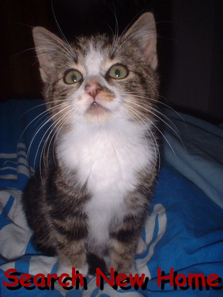 Niedliche Katze zu vergeben - Tierboersen - Buro