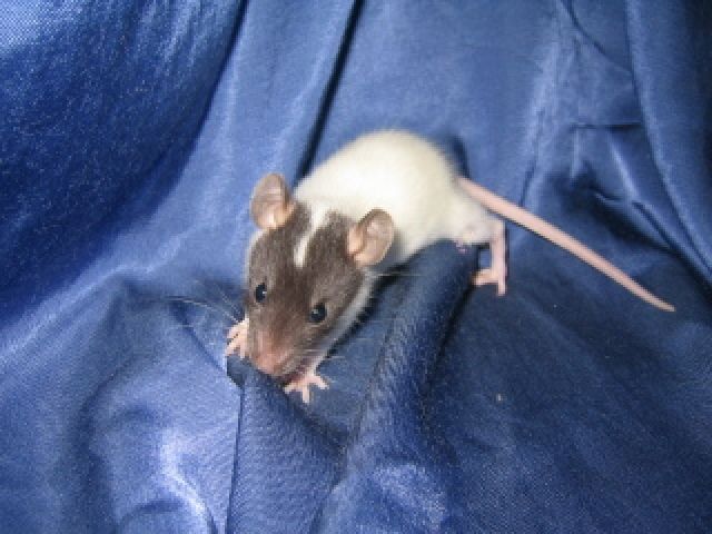 Rattenwelpen abzugeben - Ratten - Braunfels