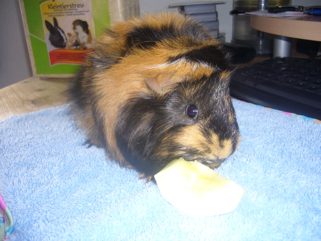 Meerschweinchen inkl.Käfig - Tierboersen - Köln