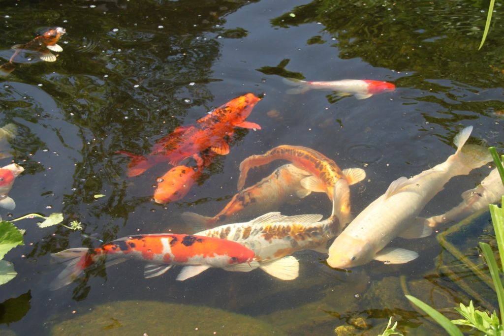 Kois und Graskarpfen - Fische - Neukirchen Vluyn