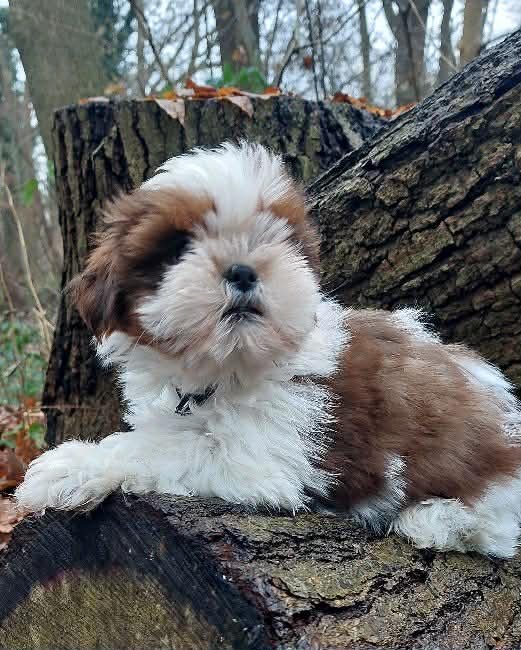 Shih Tzu Welpen suchen ein Zuhause - Hunde - Brokstedt