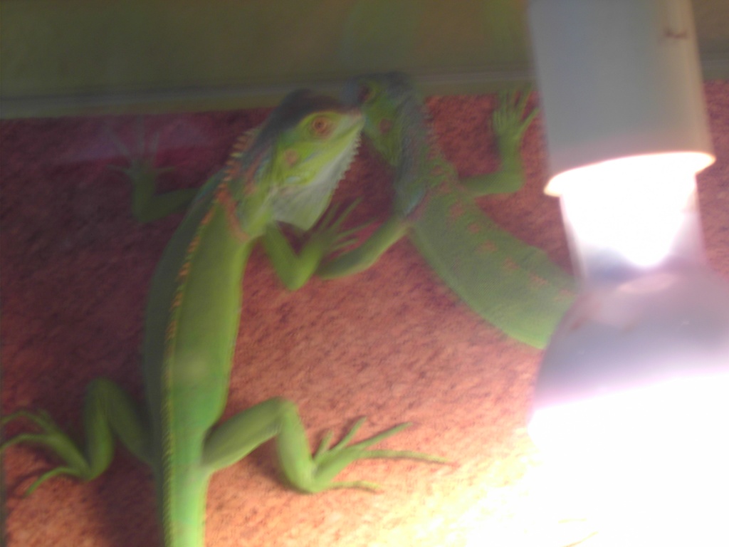 2 Leguane dringend Abzugeben - Reptilien - Geesthacht