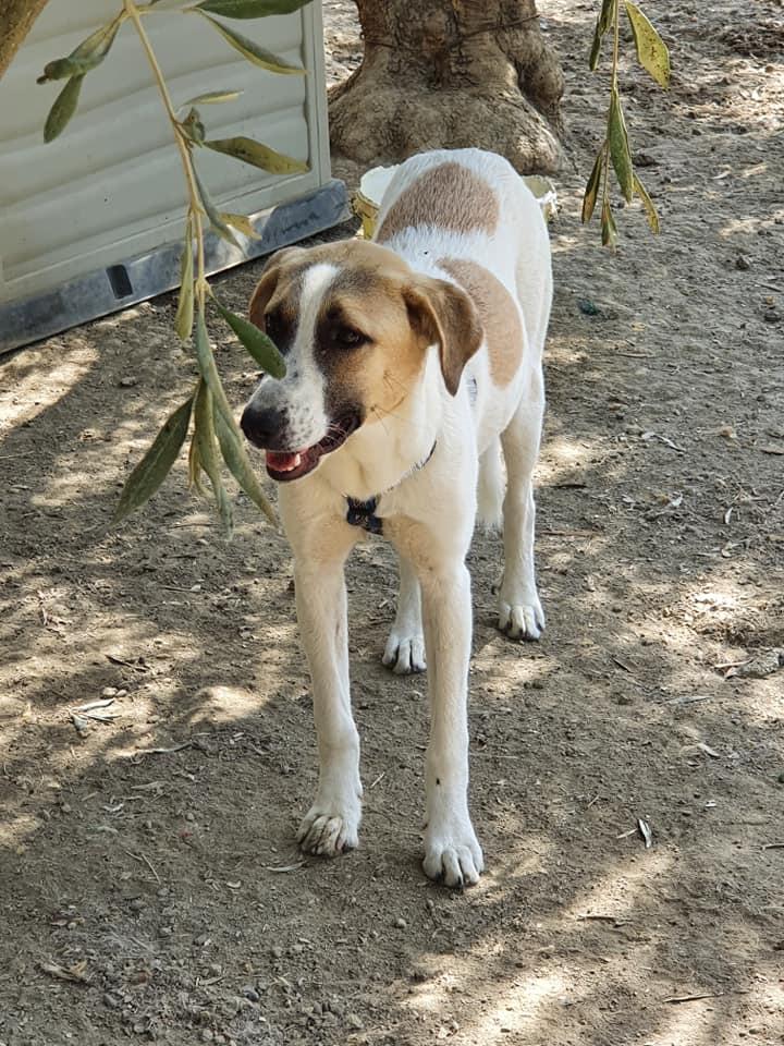 Ariel Bezaubert - Hunde - Recklinghausen