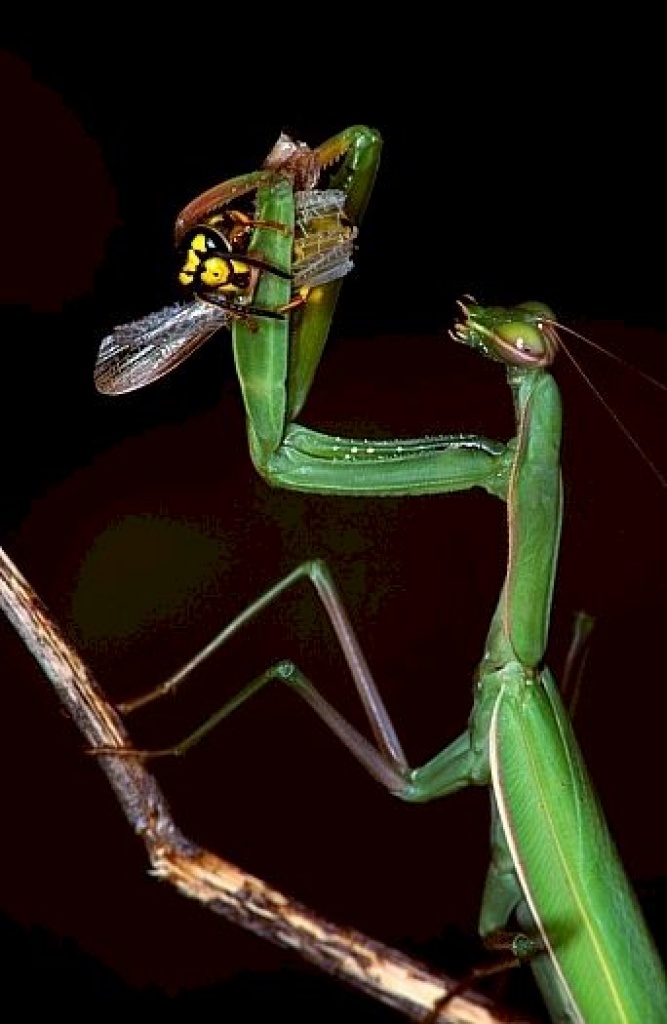 Gottesanbeterinn - Insekten - Altusried