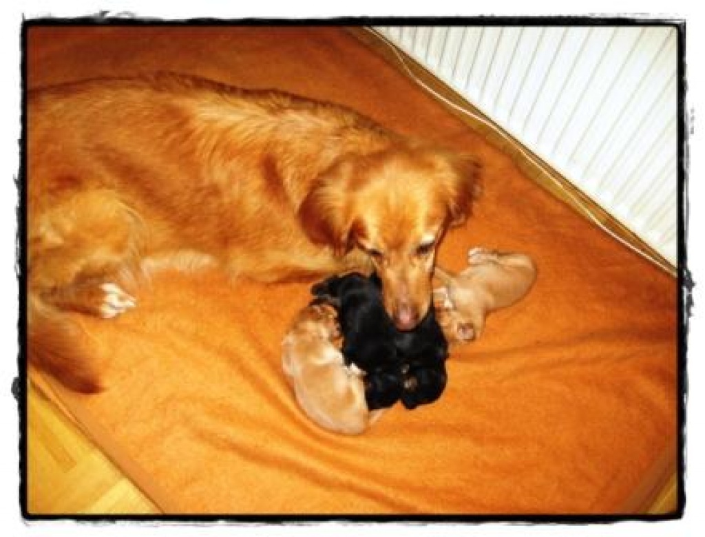 Hovawartwelpen ab Mitte/Ende Mai - Hunde - Breddenberg