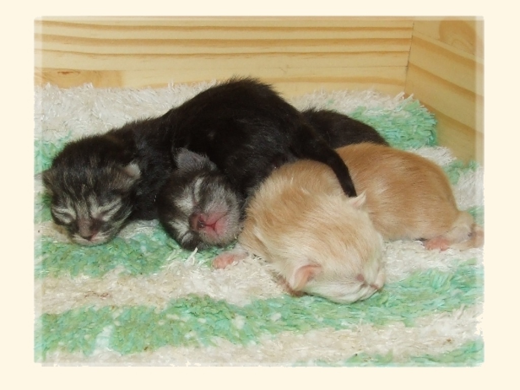 Wir haben zauberhaften German Angora Nachwuchs!!! - Katzen - Wagenfeld