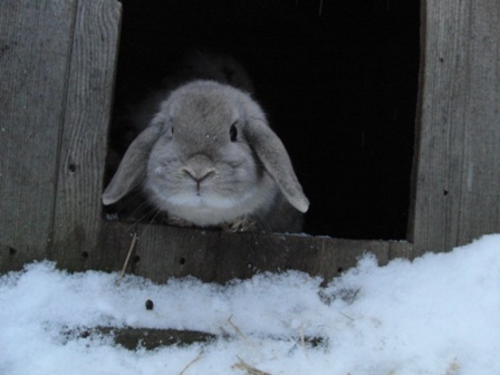 Bildschöne Zwergwidder-Häsin abzugeben - Nagetiere - Salach