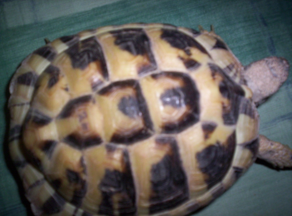 Landschildkröten zu verkaufen - Reptilien - Ostfriesland