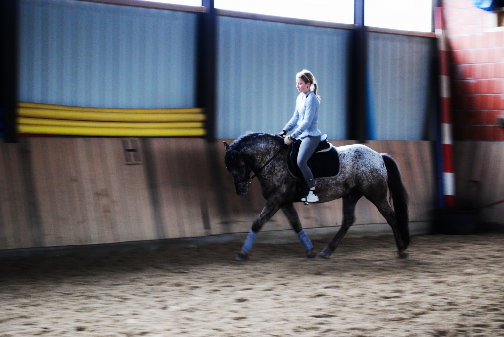 SUCHE REITBETEILIGUNG UM FFM - Pferde - Frankfurt am Main