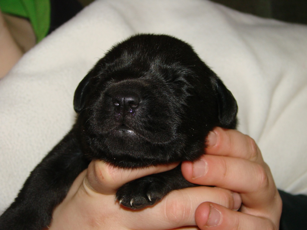 Wunderschöne labrador Welpen mit guten Ahnentafel - Hunde - Wietmarschen