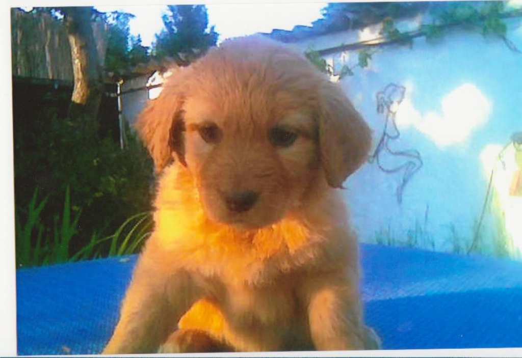 Hovawartwelpen zu verkaufen/ostdeutsche Linie - Hunde - Am Ellerbusch 16
