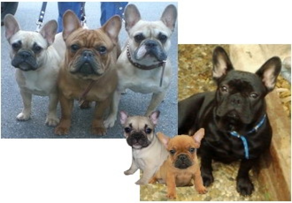 Französische Bulldoggen - Hunde - hessen